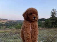 RED BROWN KORE POODLE