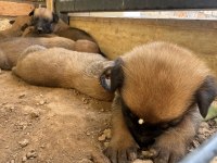 Hakiki orijinal Belçika Malinois Yavrular 2 aylık