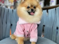 Show Kalite Pomeranian Boo