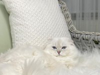 Özel Scottish Fold Longhair Erkek