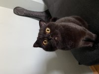 KEDİMİZ ÜCRETSİZ ÖMÜRLÜK YUVASINI ARIYOR