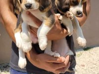 Beagle yavrularımız ırk garantilidir
