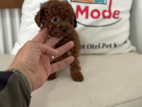 En Özelini Arayanlar İçin Tea Cup Kore Poodle
