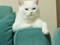 Ücretsiz sahiplendirme british shorthair erkek