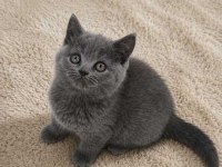 Muhteşem British Shorthair Blue ve Blue Point yavrular