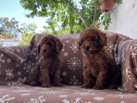 TOY POODLE RED BROWN BEBEKLER