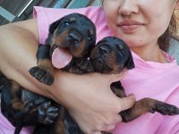 Şecerli Doberman Yavrularımız