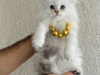 British Longhair Silver Point Yavrular