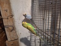 Rengarenk muhabbet kuşları