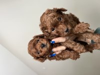 Erkek toy poodle