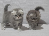 Scottish Fold 2 Dişi Ve 2 Erkek Bebek