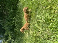 Anne altından maltipoo yavrularımız