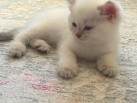 BRİTİSH SHORTHAİR BALLAR HAZIRLAR