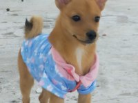 A Kalite Chihuahua Bebekler