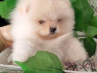 Kısa Burun, Krem Rengi Pomeranian Boo Erkek