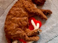 2 aylık dişi erkek poodle yavrularım