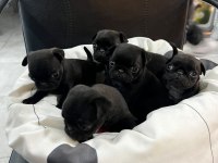 Her renk her çeşit pug yavrularımız