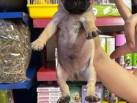 Pug (rıfkı) yavrularım sağlık ve ırk garanti