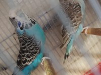 1 ÇİFT JUMBO MUHABBET KUŞU