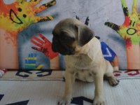3 adet dişi pug bebek