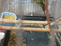 Şov jumbo erkek damızlık muhabbet kuşu