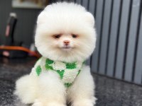 Pamuk Şekeri Pomeranian Boo