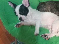 Köpeklerimiz sahiplerini bekliyorlar