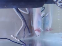 Sağlıklı axolotllar