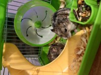Çift Gonzales Hamster
