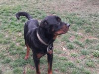 KOCA KAFA Rottweiler eğitimlidir 1 yaşında