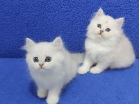 YENİ YUVASINA GİTMEYE HAZIR  BRİTİSH PONÇİKLER