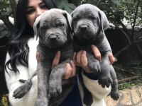 Blue dev gibi cane corso yavrularım