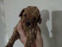 TOY POODLE KÖPEĞİMİZ ANKARA
