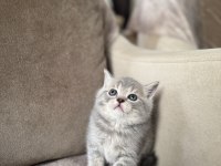 Silver British Shorthair Disi