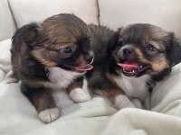 Yavru chihuahua