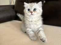 Safkan british shorthair