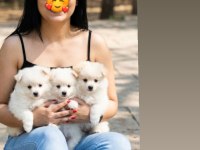 Pomeranian Spitz Yavrularımız