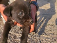 Anne cane corso baba labrador ücretsiz sahiplendirme