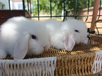 Hollanda teddy lop tavşan yavrular