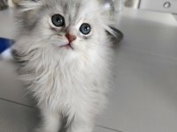 SAFKAN ERKEK KEDİMİZ