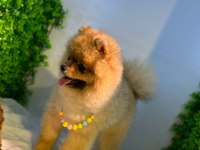 A+Kalite Pomeranian Boo bebekler ayı surat