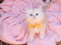 British Longhair 55 Günlük