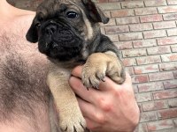 Dişi French bulldog