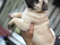 Erkek pug mops köpeğimiz