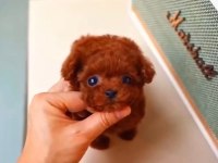 Micro Boy Poodle Yavrularımız