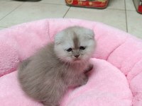 Scottish fold ve scottish straight yavrularım
