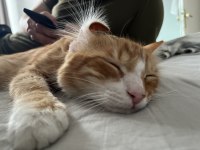 çok tatlı ve oyuncu bir kedi yuva arıyor acil