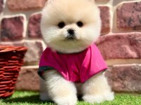 Pomeranian Teddy Bear Yavru Köpeklerimiz