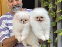 Orjinal Pomeranian Boo