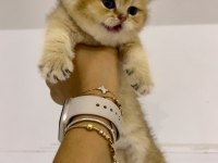 Safkan golden ny11 dişi british shorthair